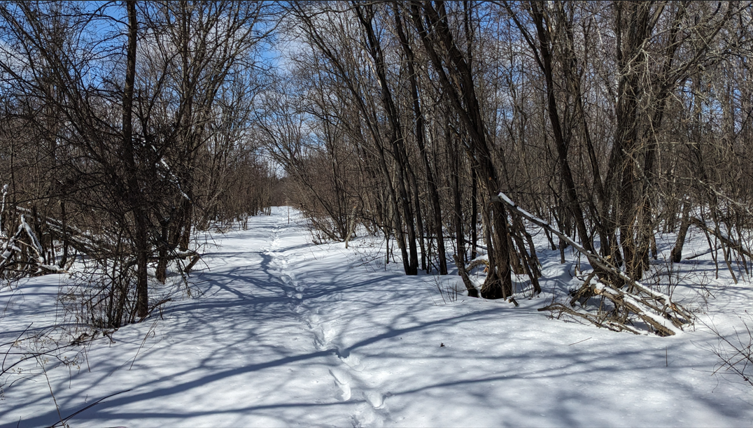 Snow Survey - down 3.6cm