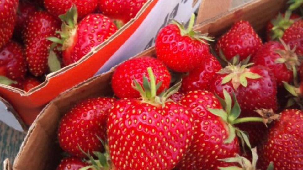 The strawberries are ready