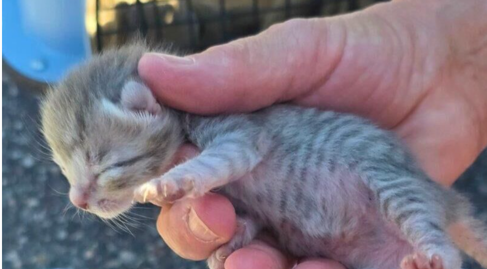‘Purr’fect ending for cats in a cruiser
