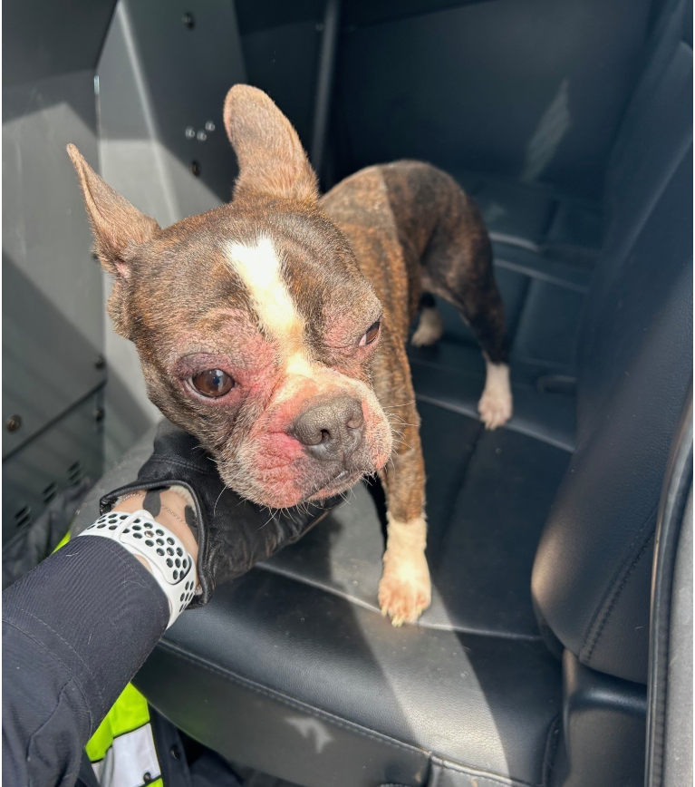 Dog Rescued from Under King’s Landing Dock