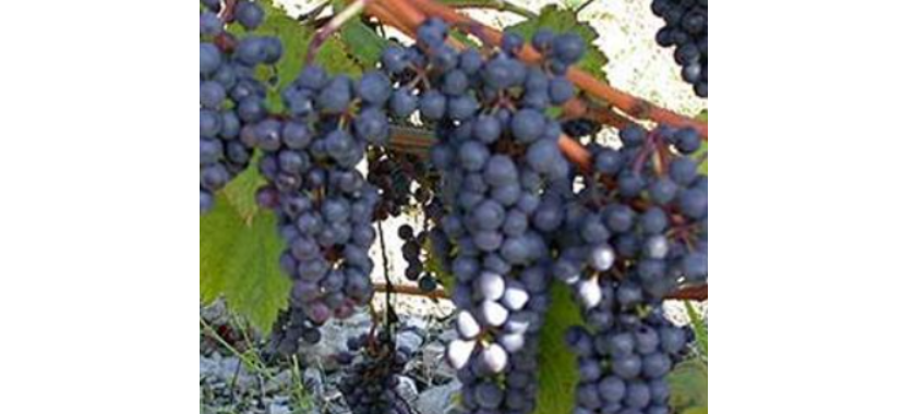 Ontario Supporting Grape Growers and Wineries