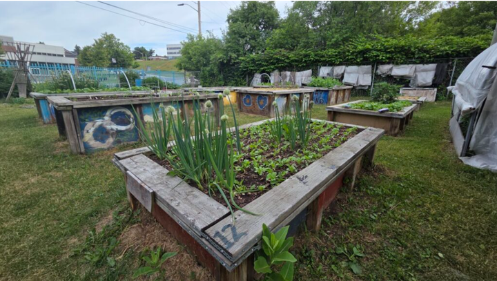 CGB North Bay says Community Garden Hub more than a place to grow