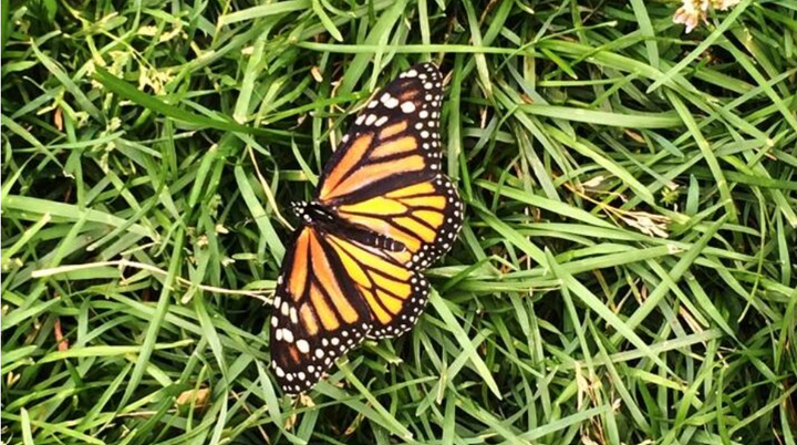 Butterfly release brings mixed emotions